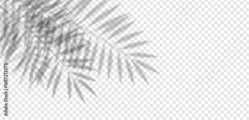 Palm and bamboo leaf shadows with transparent overlay effect. Realistic tropical foliage vector for abstract decoration, summer pattern, organic nature design or beach layout.