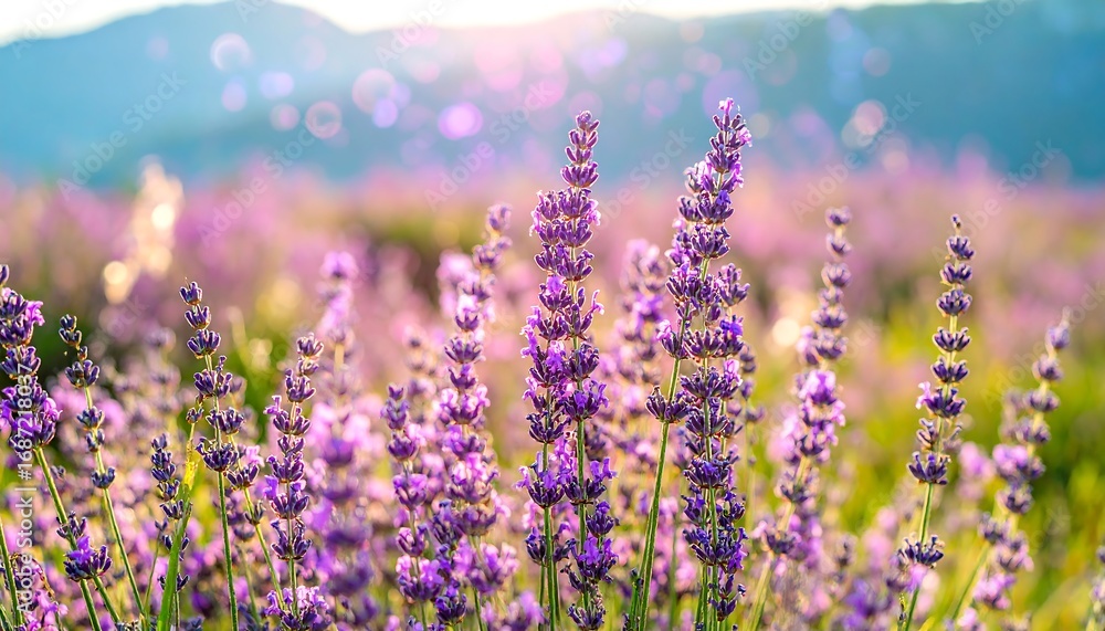 Naklejka premium Lavender field bathed in sunlight