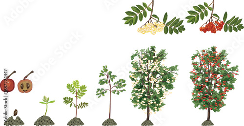 Life cycle of  rowan tree (Sorbus aucuparia). Growth stages from seed and sprout to old tree with green leaves and many red berries in crown isolated on white background	