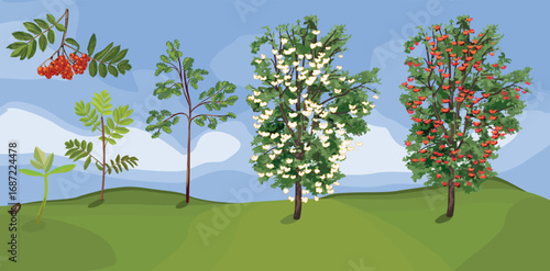 Summer landscape with life cycle of rowan tree (Sorbus aucuparia). Growth stages Growth stages from seed and sprout to old tree with root system and green crown	