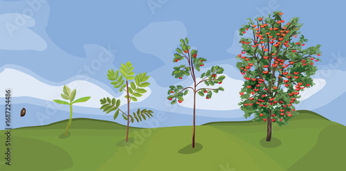 Summer landscape with life cycle of rowan tree (Sorbus aucuparia). Growth stages Growth stages from seed and sprout to old tree with root system and green crown	