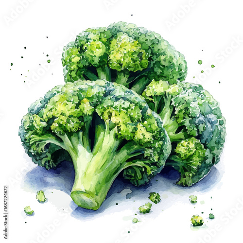 Broccoli, watercolor vector, isolated on a white background.
