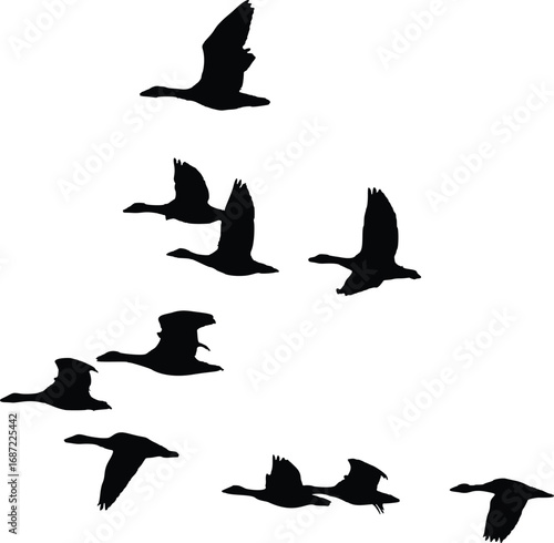 Flock of geese flying in formation across a bright sky, symbolizing freedom and migration.