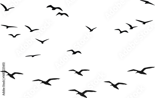 Flock of birds silhouetted against a bright sky in graceful flight
