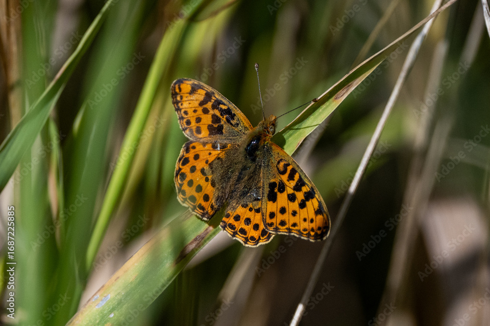 Obraz premium Butterfly Sitting On Grass