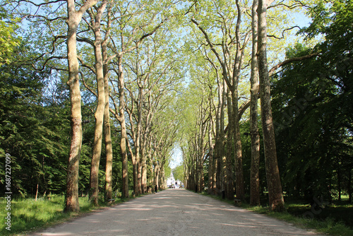 plane trees at the chenonceau castle in chenonceaux in france 