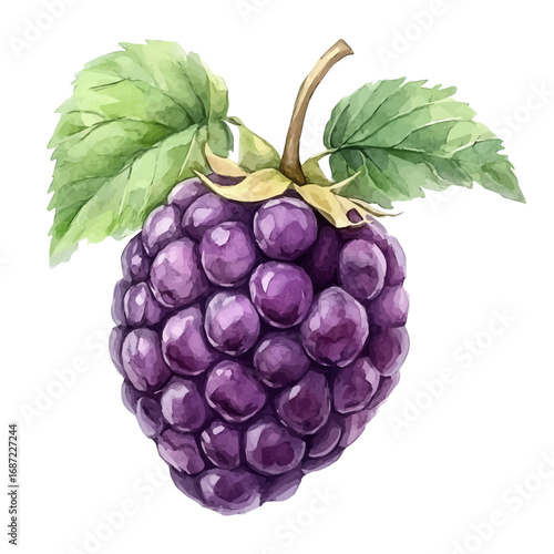 Boysenberry, watercolor drawing vector, isolated on a white background.