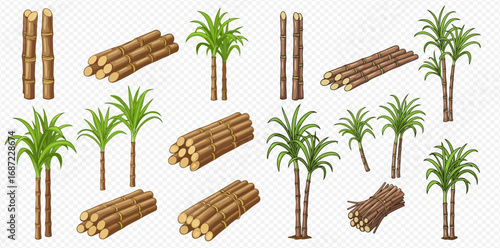 Collection of sugarcane plants, cut stalks, and bundles of raw sugar cane on a transparent background.