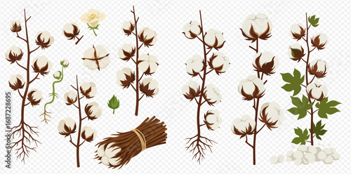 A comprehensive collection of cotton plants, bolls, and raw fiber illustrating various growth stages and harvested forms.