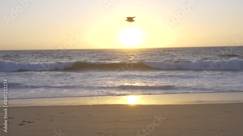 seagulls fly in the back sunlight over the ocean