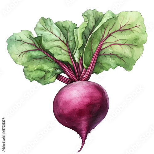 Beetroot, watercolor clipart vector, isolated on a white background.