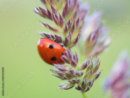 Seven-spot ladybird on Cock’s-foot