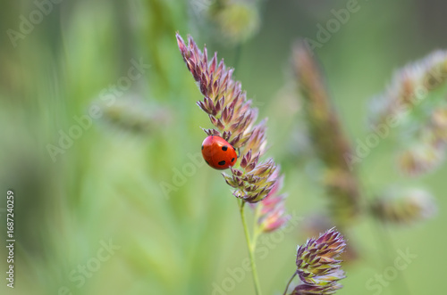 Seven-spot ladybird on Cock’s-foot
