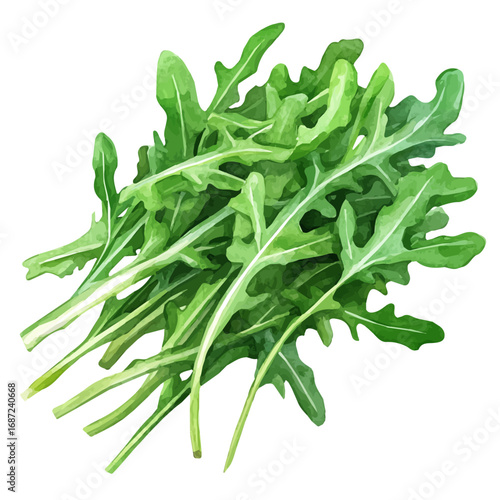 Arugula, watercolor drawing vector, isolated on a white background.