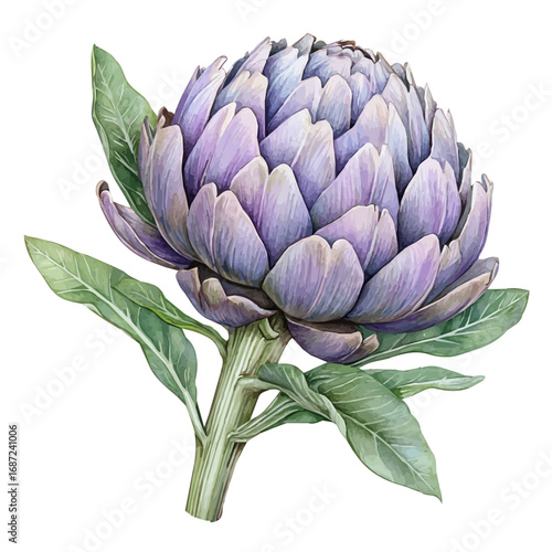watercolor vector of Artichoke, isolated on a white background.