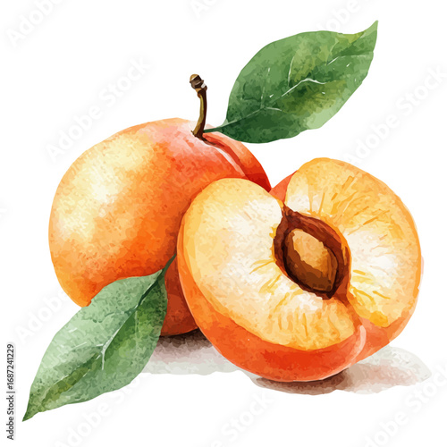 watercolor of Apricot, vector, isolated on a white background.
