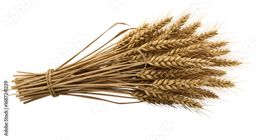 FARMING - Bundle of golden wheat stalks isolated on white background, agricultural concept, perfect for harvest and farming projects