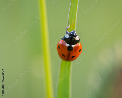 A macro top-down view of a bright red seven-spot ladybird resting on a thin green blade of grass with a softly blurred background.
