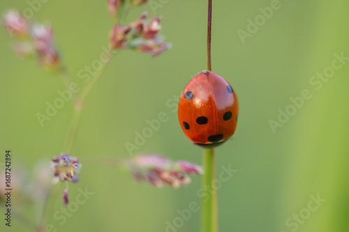 Seven-spot ladybird on Cock’s-foot


