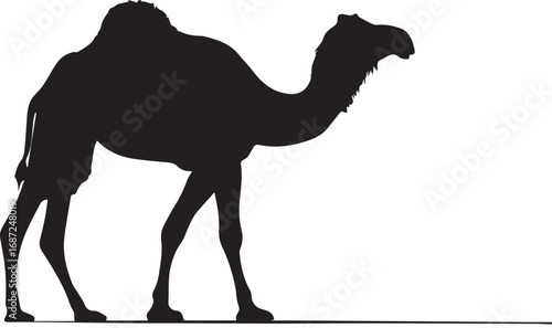 Silhouette of a standing dromedary camel in profile on white background
