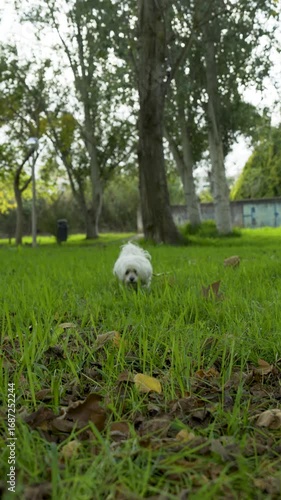 A small white dog runs through the green grass in the park