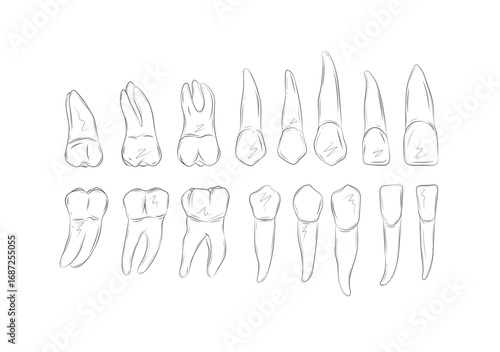 Types of human teeth collection illustration drawing in graphic style with black on white background.