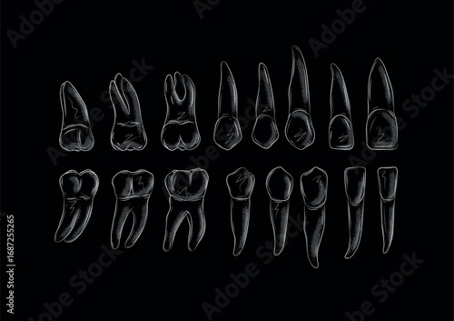 Types of human teeth collection illustration drawing in graphic style with white on black background.