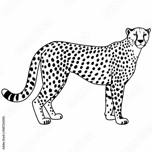 A cheetah standing in profile with black spots and a striped tail on a white background illustration