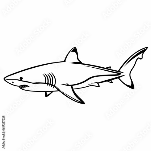 Illustration of a great white shark with sharp teeth and fins in black and white outline style