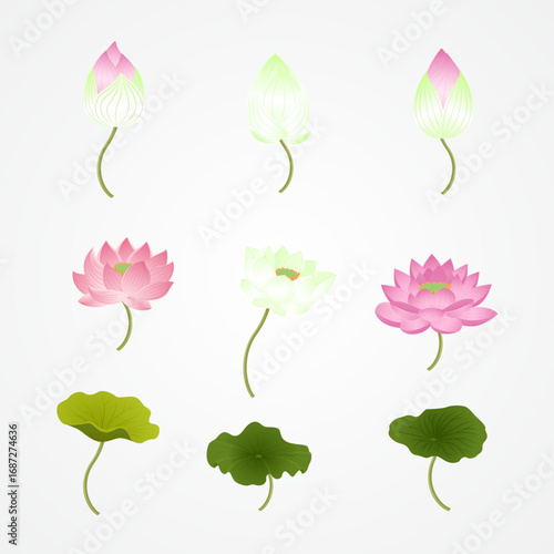 Lotus bud, lotus blossom, lotus leaf illustration design for decoration Buddhist holy day religious asia thailand