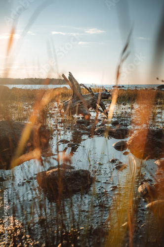 Rotten tree roots and stones reflect off the water's surface in the golden hour in Awenda Provincial Park