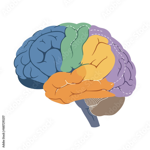 Colorful Illustration of a Human Brain with Lobes Highlighted