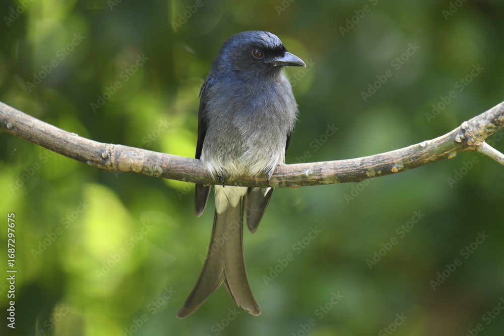 Obraz premium This image captures a striking White-bellied Drongo, a glossy black bird with a distinctive forked tail and white belly. It's prominently perched on a branch,