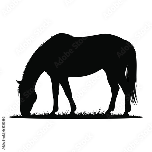 Grazing Horse Silhouette Illustration on White Background, Equine Animal in Pasture