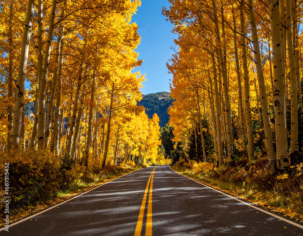Obraz premium Country Road Autumn Forest Valley Golden Trees Travel Photography