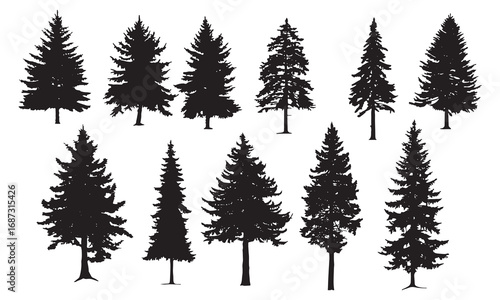 Collection of silhouette evergreen pine and fir trees for winter forest scenes white background