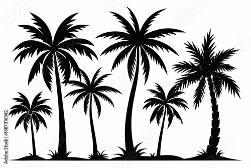 vector illustration of palm