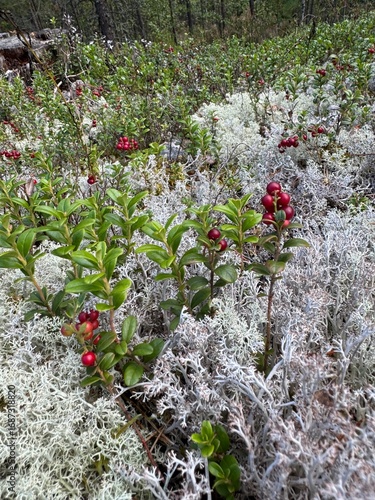 Cranberries in white moss in a forest in Finland.