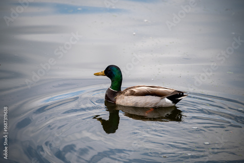 Foto duck swimming in a pond causing ripples in the water
