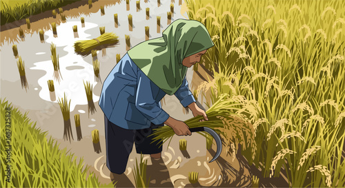 Woman harvesting rice, bending over to cut stalks of rice with sickle in flooded field. Rice harvesting involves labor intensive work and focus.