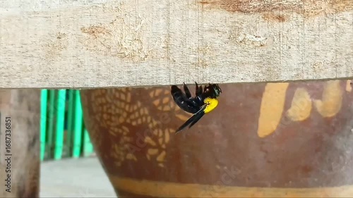 Eastern Carpenter Bee and Wood
