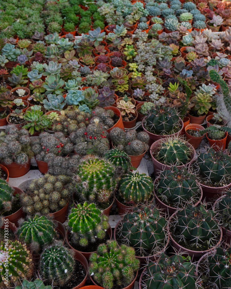 Obraz premium Cactus