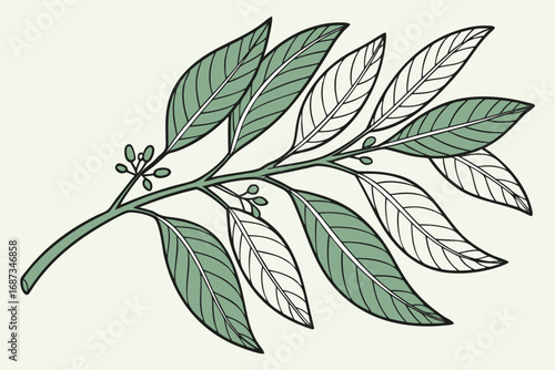 Vector art of a detailed botanical illustration of a bay laurel branch with green leaves and small buds, , showcasing the plants natural beauty