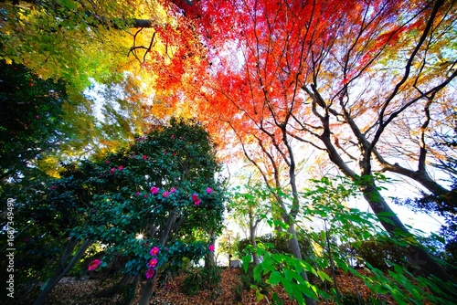 紅葉とサザンカ