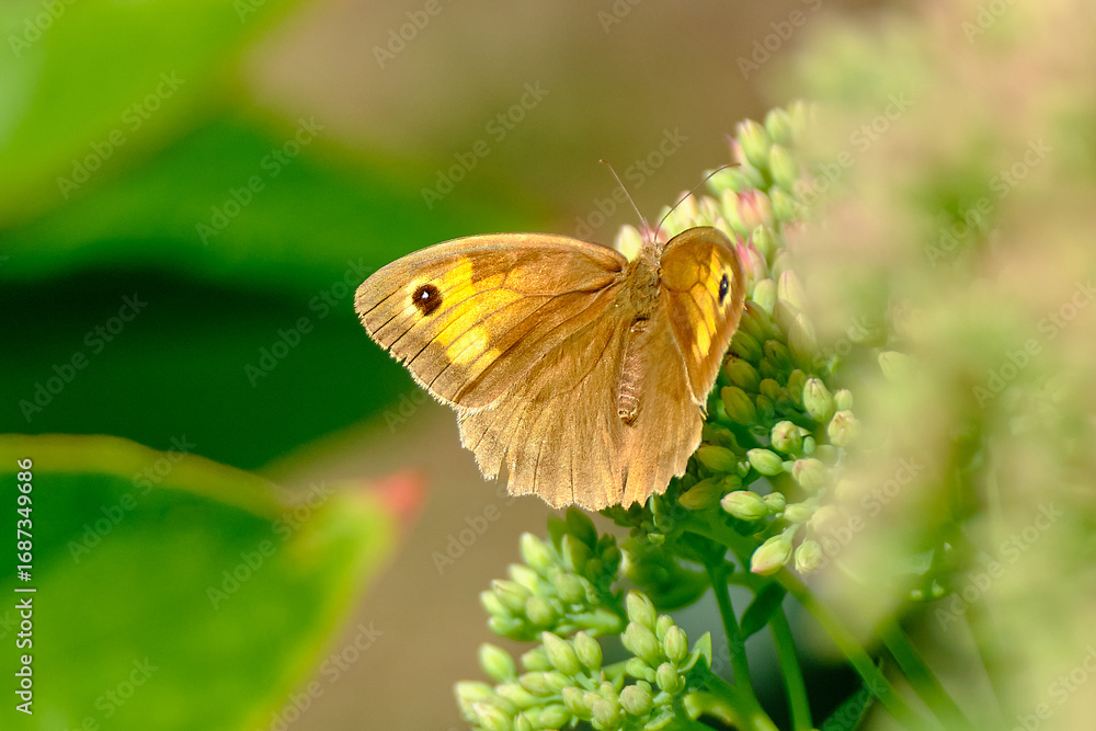 Obraz premium Ochsenauge Schmetterling