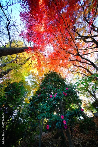 紅葉とサザンカ