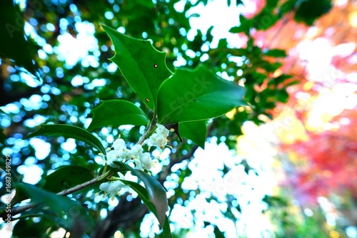 ギンモクセイの花