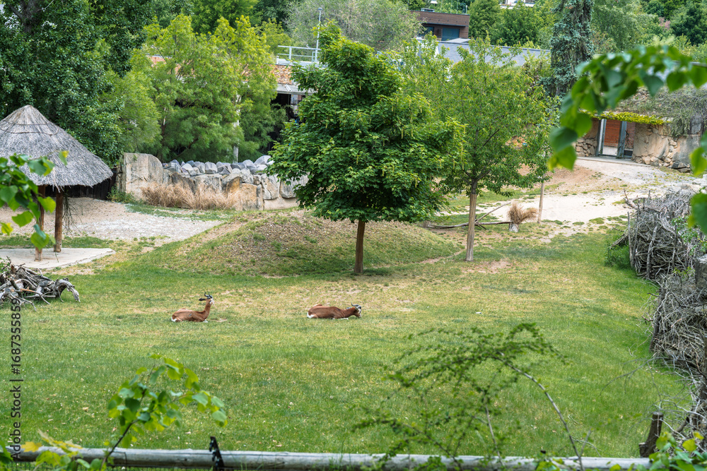 Obraz premium Two gazelles resting peacefully on a grassy plain, surrounded by lush greenery and trees on a sunny day in an enclosure.