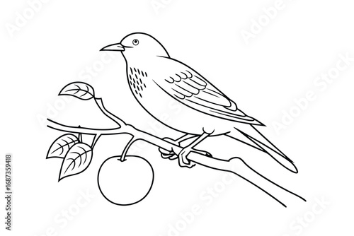 Starling perched on branch with plum bird fruit