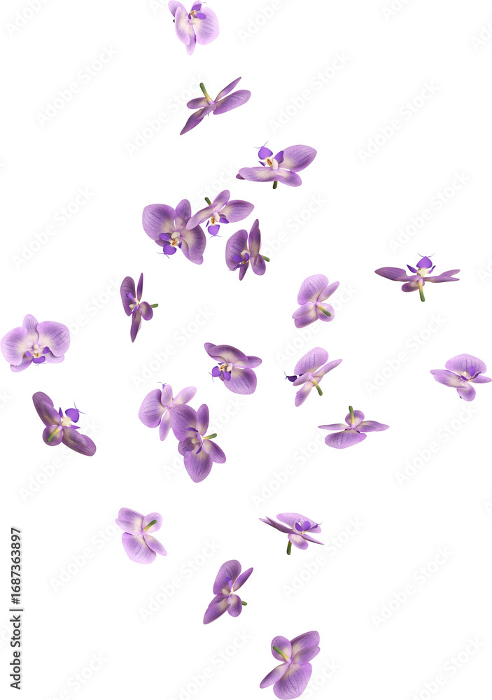 Fototapeta premium Falling Purple Orchid